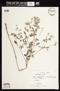 Pediomelum argophyllum image