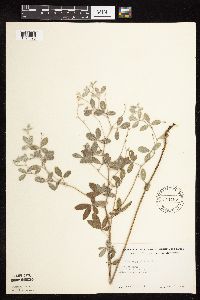 Pediomelum argophyllum image