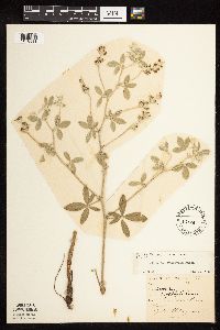 Pediomelum argophyllum image