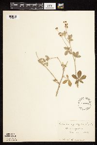 Pediomelum argophyllum image