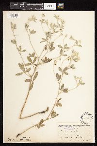 Pediomelum argophyllum image