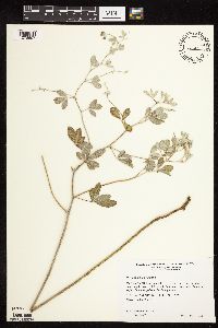 Pediomelum argophyllum image