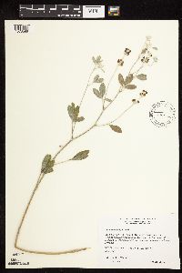 Pediomelum argophyllum image