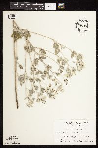 Pediomelum argophyllum image