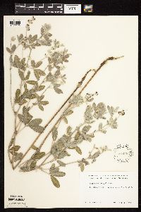 Pediomelum argophyllum image