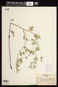 Pediomelum argophyllum image