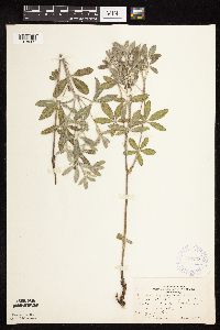 Pediomelum argophyllum image