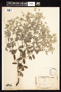 Pediomelum argophyllum image