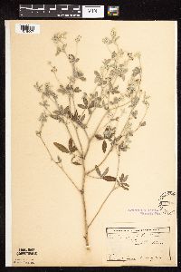 Pediomelum argophyllum image