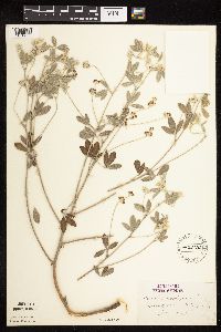 Pediomelum argophyllum image