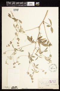 Pediomelum argophyllum image