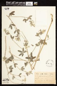 Pediomelum argophyllum image