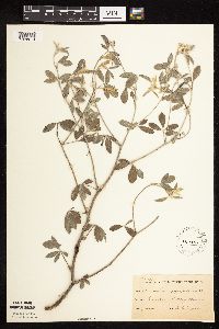 Pediomelum argophyllum image