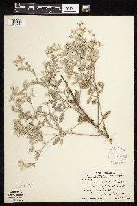 Pediomelum argophyllum image