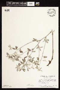 Pediomelum argophyllum image