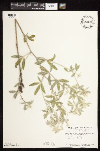 Pediomelum argophyllum image