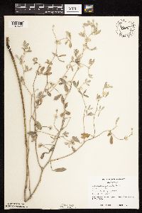 Pediomelum argophyllum image