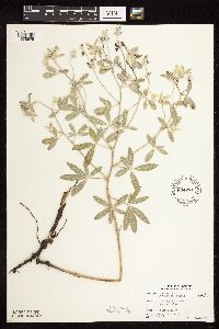 Pediomelum argophyllum image