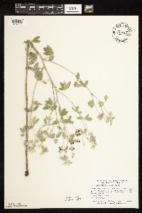 Pediomelum argophyllum image