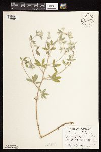 Pediomelum argophyllum image