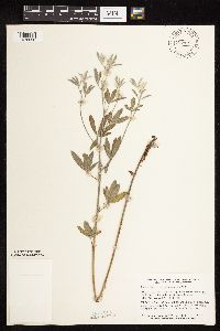 Pediomelum argophyllum image