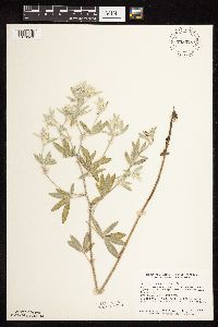 Pediomelum argophyllum image