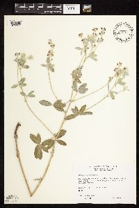 Pediomelum argophyllum image