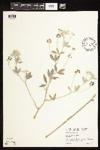 Pediomelum argophyllum image