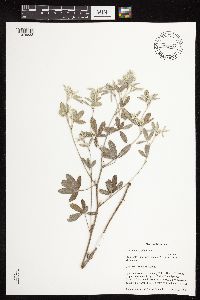 Pediomelum argophyllum image