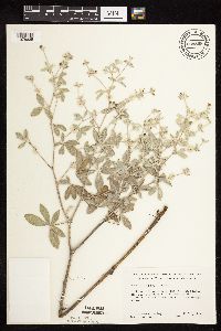 Pediomelum argophyllum image