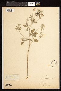 Pediomelum argophyllum image