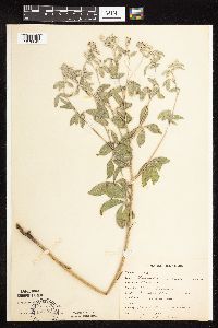 Pediomelum argophyllum image