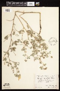 Pediomelum argophyllum image