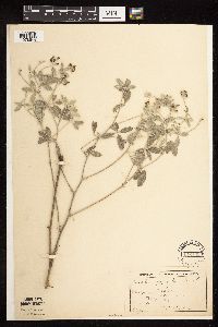 Pediomelum argophyllum image