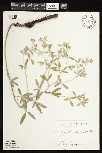 Pediomelum argophyllum image