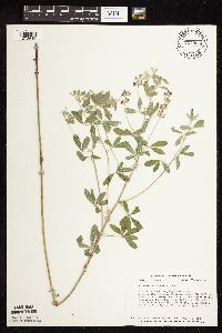 Pediomelum argophyllum image