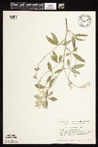 Pediomelum argophyllum image