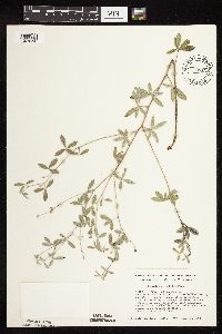 Pediomelum argophyllum image