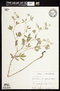 Pediomelum argophyllum image