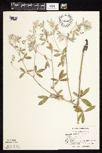 Pediomelum argophyllum image