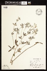 Pediomelum argophyllum image