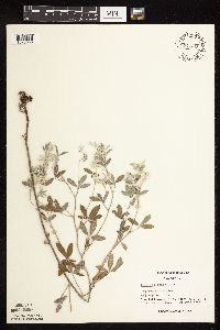 Pediomelum argophyllum image