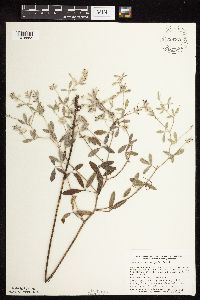 Pediomelum argophyllum image