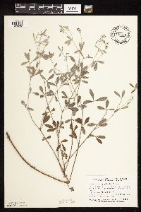 Pediomelum argophyllum image