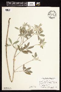 Pediomelum argophyllum image