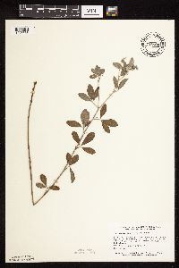 Pediomelum argophyllum image