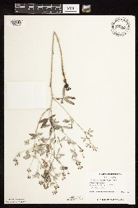 Pediomelum argophyllum image