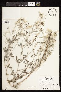 Pediomelum argophyllum image