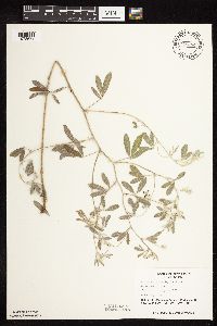 Pediomelum argophyllum image