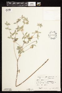 Pediomelum argophyllum image